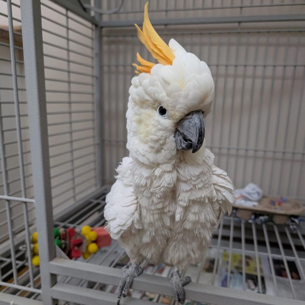 Lesser sulfur-crested/Yellow-crested Cockatoo named Sunny available for adoption