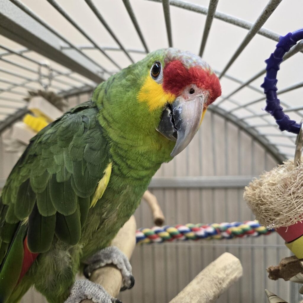 Red-lored Amazon Parrot named Bud available for adoption