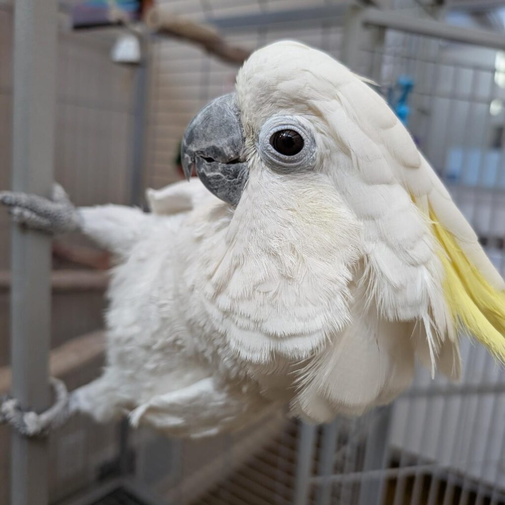 Greater Sulfur-crested Cockatoo named Angel available for adoption