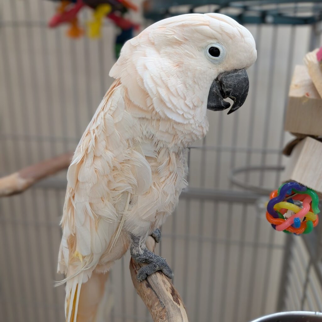 Salmon-crested/Moluccan Cockatoo named Charlie available for adoption