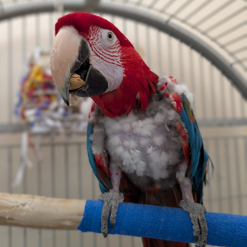 Green-winged Macaw named Pinyon available for adoption