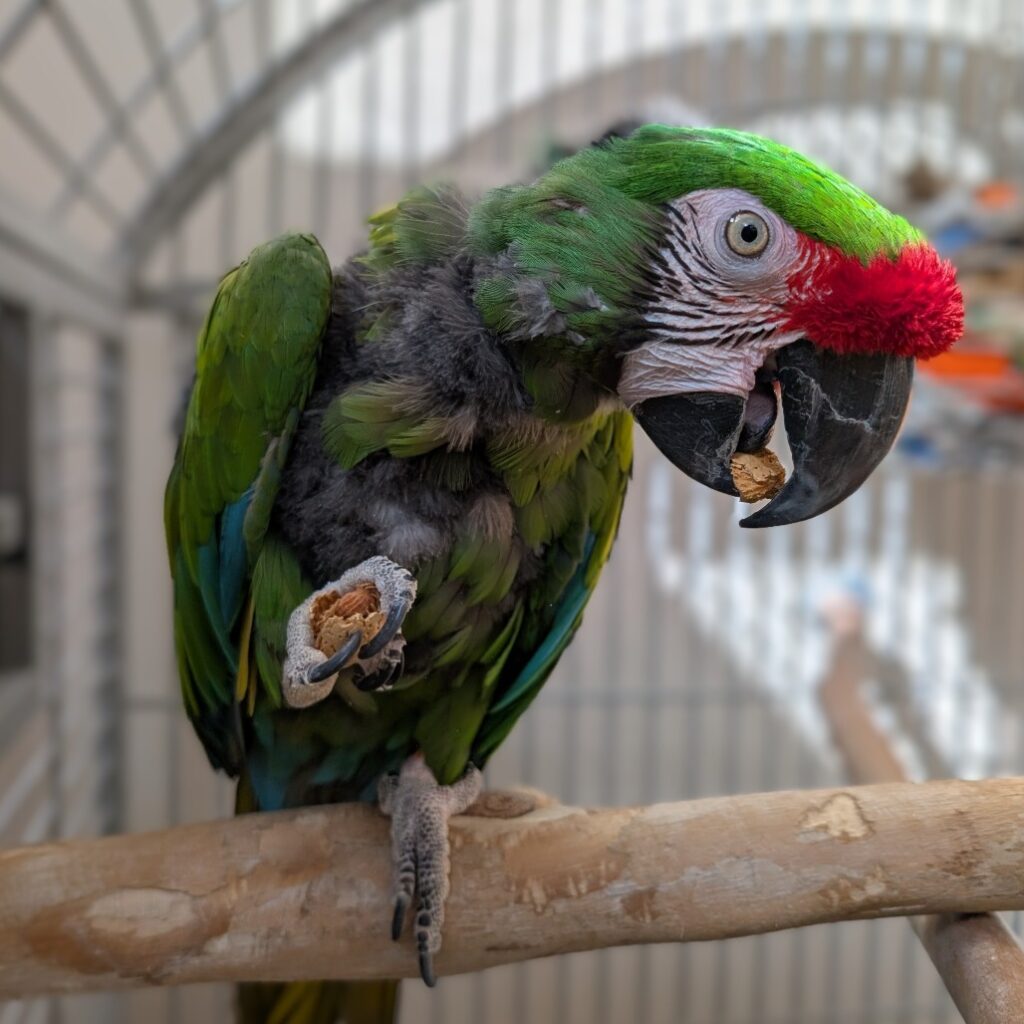 Military Macaw named Maganda available for adoption