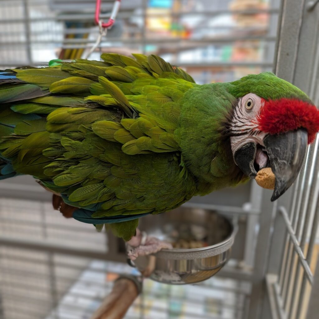 Joey is a male military macaw in his later 20's with a sassy attitude. He enjoys being interactive with people and making goofy sounds from his cage. He doesn't step up yet and will let you know pretty quick on how he feels. If you're interested in meeting Joey, apply today.